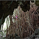 Giant Ovava (Banyan) Tree, 'Eua, Tonga