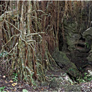 Giant Ovava (Banyan) Tree, 'Eua, Tonga