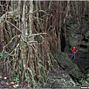 Giant Ovava (Banyan) Tree, 'Eua, Tonga