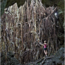 Giant Ovava (Banyan) Tree, 'Eua, Tonga