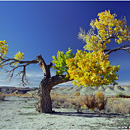 Old Tree, Cottonwood Canyon Road, Grand Staircase Escalante National Monument, GSENM, Utah, USA