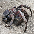 Giant Coconut Crab, Efate, Vanuatu