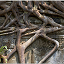 Beng Mealea, Cambodia