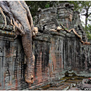 Elephant's trunk, Preah Khan, Cambodia