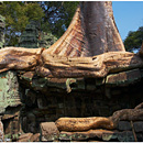 Ta Prohm, Angkor, Siem Reap, Cambodia