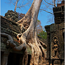 Ta Prohm, Angkor