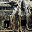 Ta Prohm, Angkor, Cambodia