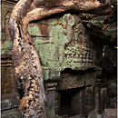 Ta Prohm, Angkor Wat