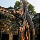 Ta Prohm, Angkor, Cambodia