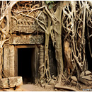 Ta Prohm, Angkor