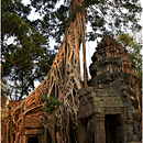 Lara Croft tree @ Ta Prohm, Angkor