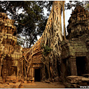 Ta Prohm, Angkor Vat, Cambodia