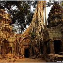 Ta Prohm, Angkor Vat, Cambodia