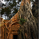 Lara Croft tree @ Ta Prohm, Angkor