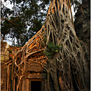 'Golden Hour @ Ta Prohm', Angkor, Siem Reap, Cambodia
