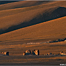 Pampa de Tara, Chilean Altiplano