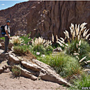 Trekking @ Rio Purifica, Altiplano, Chile