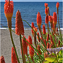 Frutillar y Volcan Osorno, Lago Llanquihue, Chile