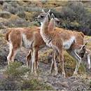 Guanacos, Torres del Paine, Patagonia, Chile