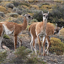 Guanacos, Torres del Paine, Patagonia, Chile