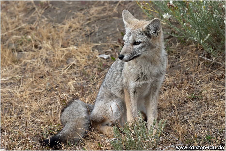 Andean Fox