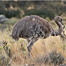 Nandu (Rhea), Torres del Paine, Patagonia, Chile