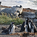 Penguins @ Seno Otway, Punta Arenas, Patagonia, Chile