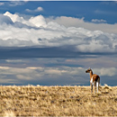 Guanaco, Pali Aike National Park, Patagonia, Chile