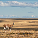 Guanaco, PN Pali Aike, Patagonia, Chile