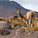 Vicuna @ Chilean Altiplano