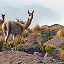 Vicunas, Chilean Altiplano