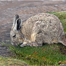 Vizcacha, PN Lauca, Chile