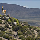 Vicuna, Lauca, Altiplano, Chile