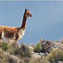 Vicuna, PN Lauca, Chile