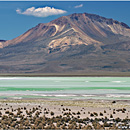 Salar de Surire, Norte Grande, Chile