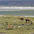 Salar de Surire, Norte Grande, Chile