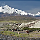 Volcn Guallatiri, Lauca, Chile