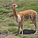 Vicuña, PN Lauca, Chile