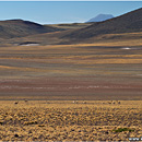 Vicunas @ Altiplano, Chile