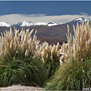 Rio Purifica, Atacama, Chile