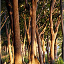 Rainforest @ Havelock Island, Andaman