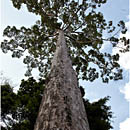 Havelock Island, Andaman, India