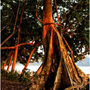 Sunset at Beach No.7, Havelock Island, Andaman