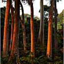 Last light at Havelock Rainforest, Andaman Islands
