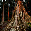 Last light at Havelock Rainforest, Andaman Islands