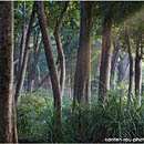 Rainforest on Havelock Island, Andaman