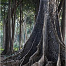 Rainforest on Havelock Island, Andaman