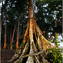 Golden Light at Havelock Rainforest, Andaman