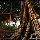 Golden Light at Havelock Rainforest, Andaman