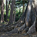 Rainforest on Havelock Island, Andaman